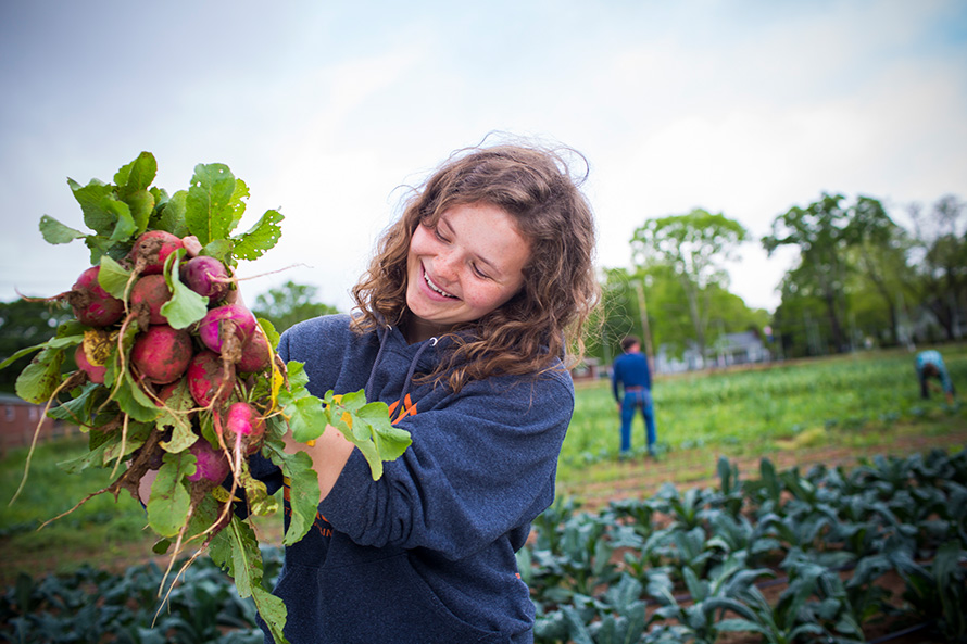 An Oxford student holds up a bunch of radishes from the organic farm