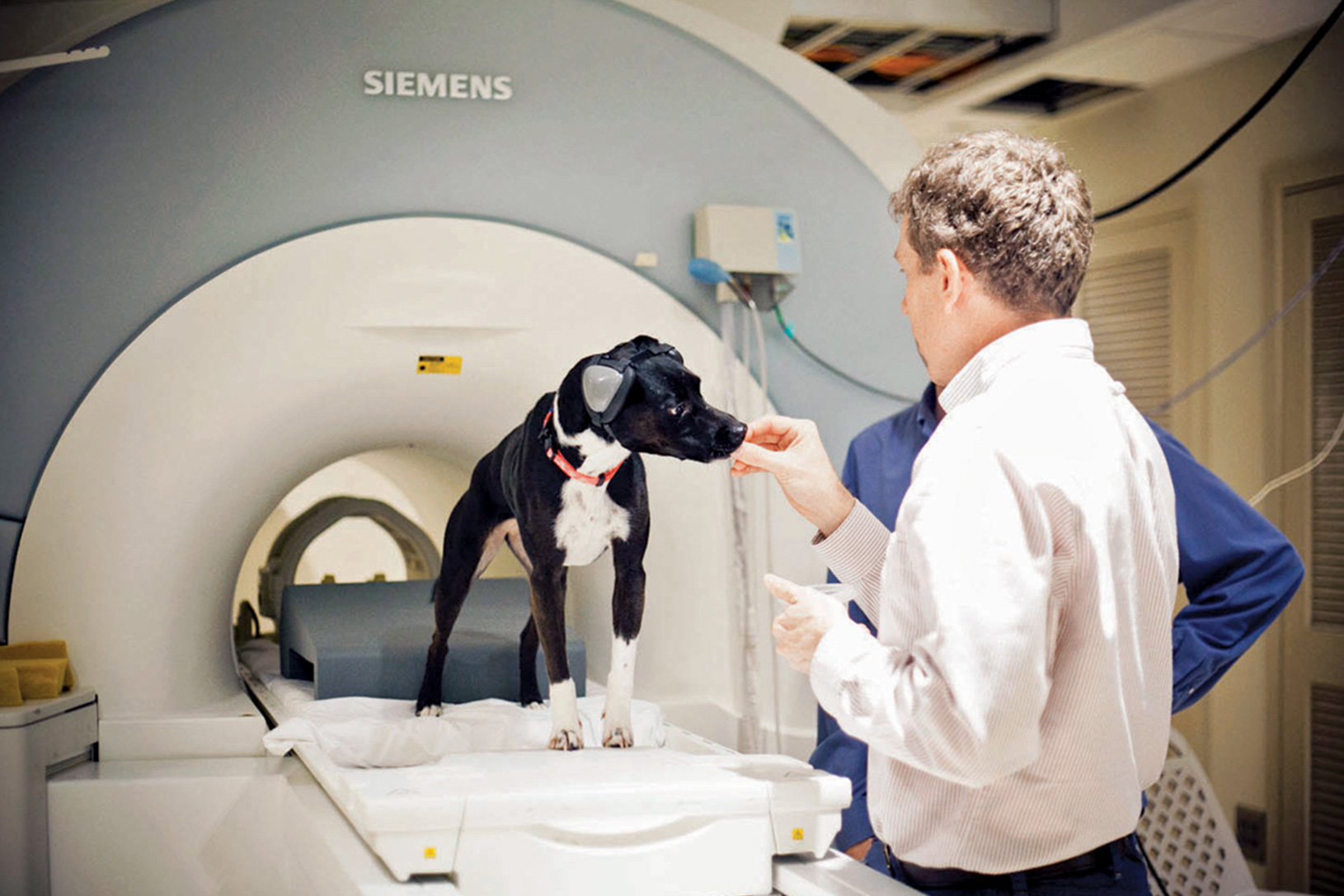 MRI research on conciousness of dogs